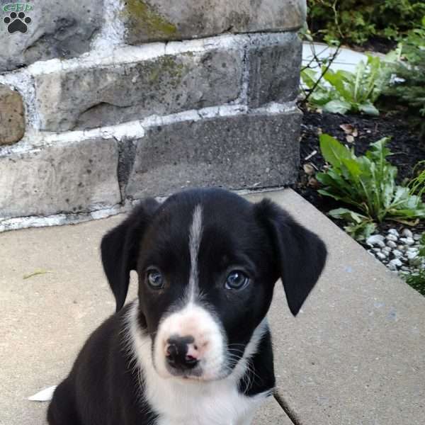 Grey, Border Collie Puppy